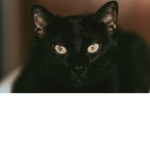 sofias
