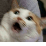 Official FAT cat
