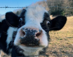 Moo moo's club