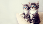 Kitten's donations
