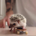 The Hedgehog Skaters