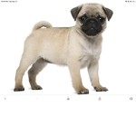 Tiny little pugs ** So cute