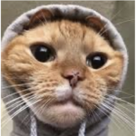 critocat fan club