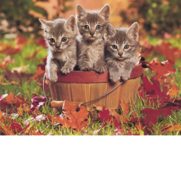 Chat