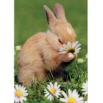 ALLL ABOUT BUNNIES aNDd$ mOrEEeEE