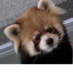 Cuteistredpanndas