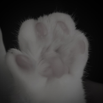 dxsn