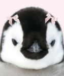 Northern_Penguins