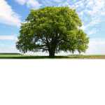 Save The Tree’s!