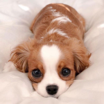 Cute Puppys.