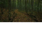 The forest game (actual)