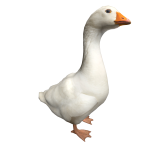 Goose on head