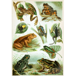 Froggo Friends :)