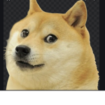 Doge team2920