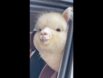 LLAMAS FORVER