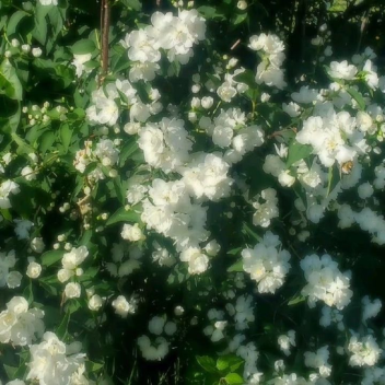 A Flower