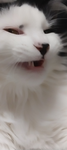 Kittysqaud_Mila