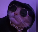 Cats all the way