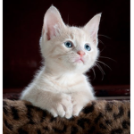 Group for people who like cats