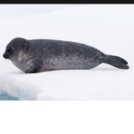 The seals of the artic