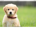 Dogs and pups United