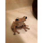 homosexual frogs