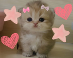 Royalcatlovers