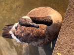 THE AVIAN EMPIRE!