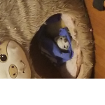 Ferret/other furry hangout