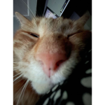 fifirbx4