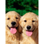 golden retriever gaming group