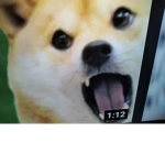 Good Doge/Animals/Ninjas Group