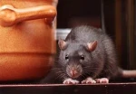 House Rat Studios Group Thumbnail