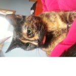 My mom is a cat