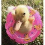 Duckcrazy