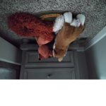 Corgibut foxtail