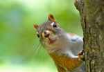 LuvSquirrel:>