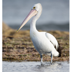 ThePelican