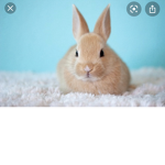 The bun bun’s!