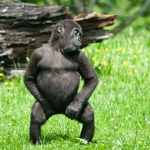 monke supremacy