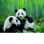 misterPanda group