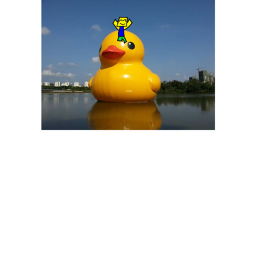 Relax With Ducks So You Can Be Happy!