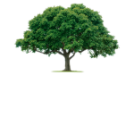the tree of nature