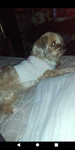I love dogs have one