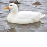 Los amigos de lo pingüinos
