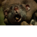 The Ugly Rats.