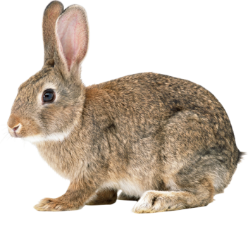 bunni game
