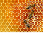 Bee’s love honey
