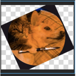 Doggo/dog