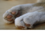 Paw Home Store